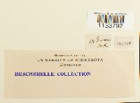 Hylocomium splendens image