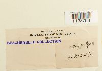 Hylocomium splendens image