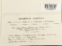 Loeskeobryum brevirostre image