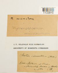 Weissia hedwigii image
