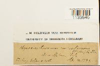 Weissia hedwigii image