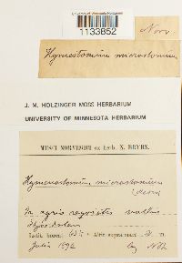 Weissia hedwigii image