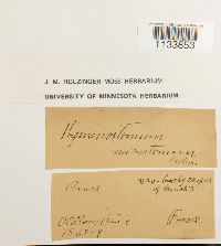 Weissia hedwigii image