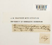 Weissia hedwigii image