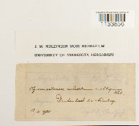 Weissia hedwigii image