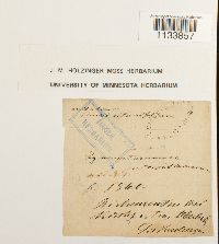 Weissia hedwigii image