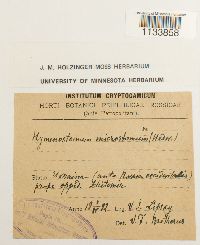 Weissia hedwigii image