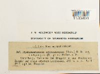 Weissia hedwigii image