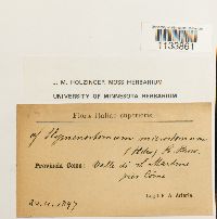 Weissia hedwigii image
