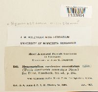 Weissia hedwigii image
