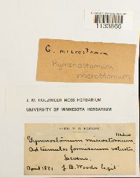 Weissia hedwigii image