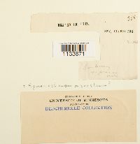 Weissia hedwigii image