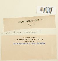 Weissia hedwigii image