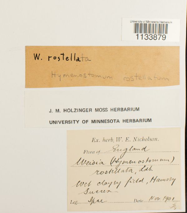 Astomum ludovicianum image