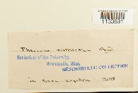 Astomum ludovicianum image