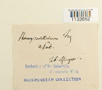 Astomum ludovicianum image