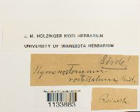 Astomum ludovicianum image