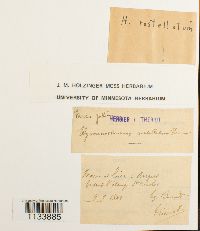 Astomum ludovicianum image