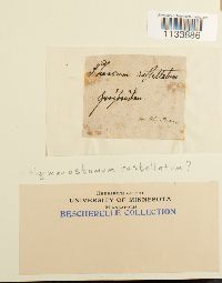 Astomum ludovicianum image