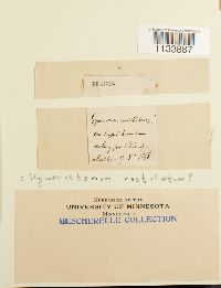 Astomum ludovicianum image