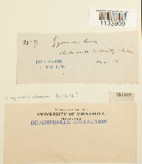 Thumbnail image of current specimen