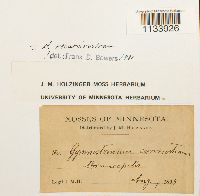 Hymenostylium recurvirostrum image