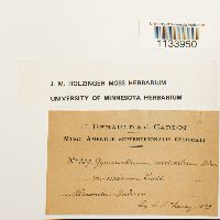 Hymenostylium recurvirostrum image