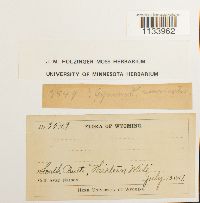 Hymenostylium recurvirostrum image