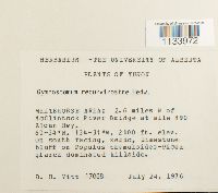 Hymenostylium recurvirostrum image