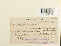 Hymenostylium recurvirostre image