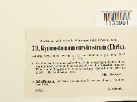 Hymenostylium recurvirostre image