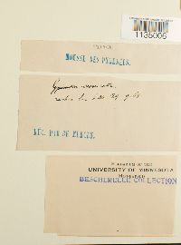 Hymenostylium recurvirostre image