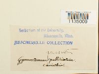 Hymenostylium recurvirostre image