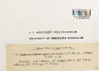 Hymenostylium recurvirostre image