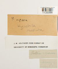 Hyophila involuta image