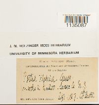 Hyophila involuta image