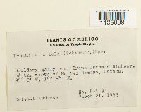Hyophila involuta image
