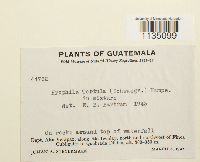 Hyophila involuta image