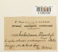 Hyophila involuta image