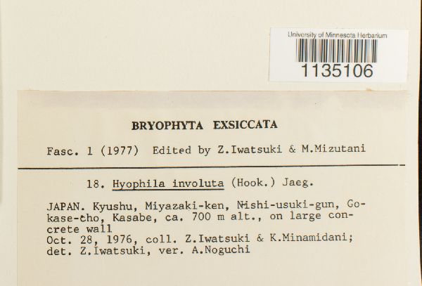 Hyophila involuta image