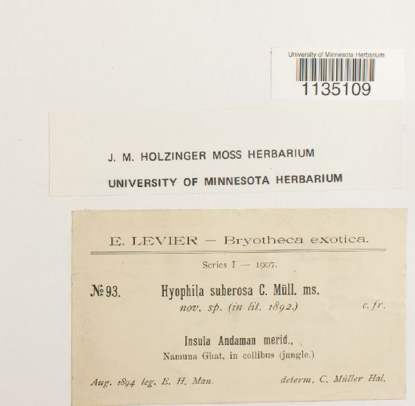 Hyophila suberosa image