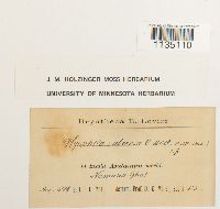 Hyophila suberosa image