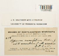 Hypnum curvifolium image
