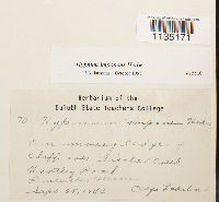 Hypnum imponens image