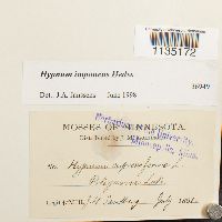 Hypnum imponens image