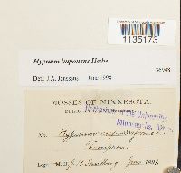 Hypnum imponens image