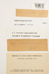 Hypnum imponens image