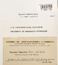 Hypnum imponens image