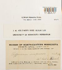 Hypnum imponens image