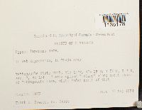 Hypnum imponens image